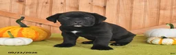 Cane Corso dogs for sale: Brewster - Ad 3