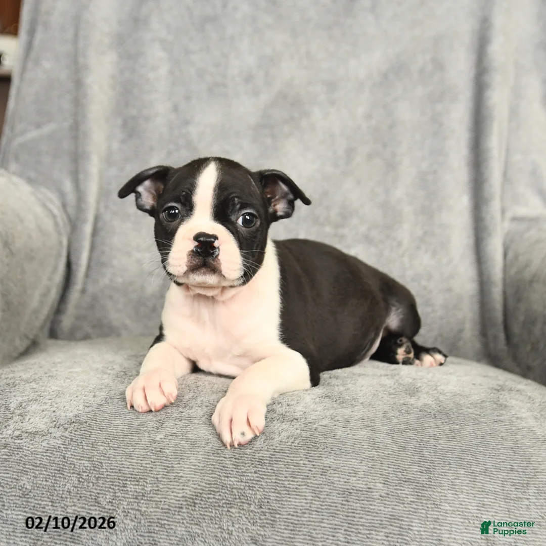 Boston Terrier dogs for sale: Baxter - Ad 3