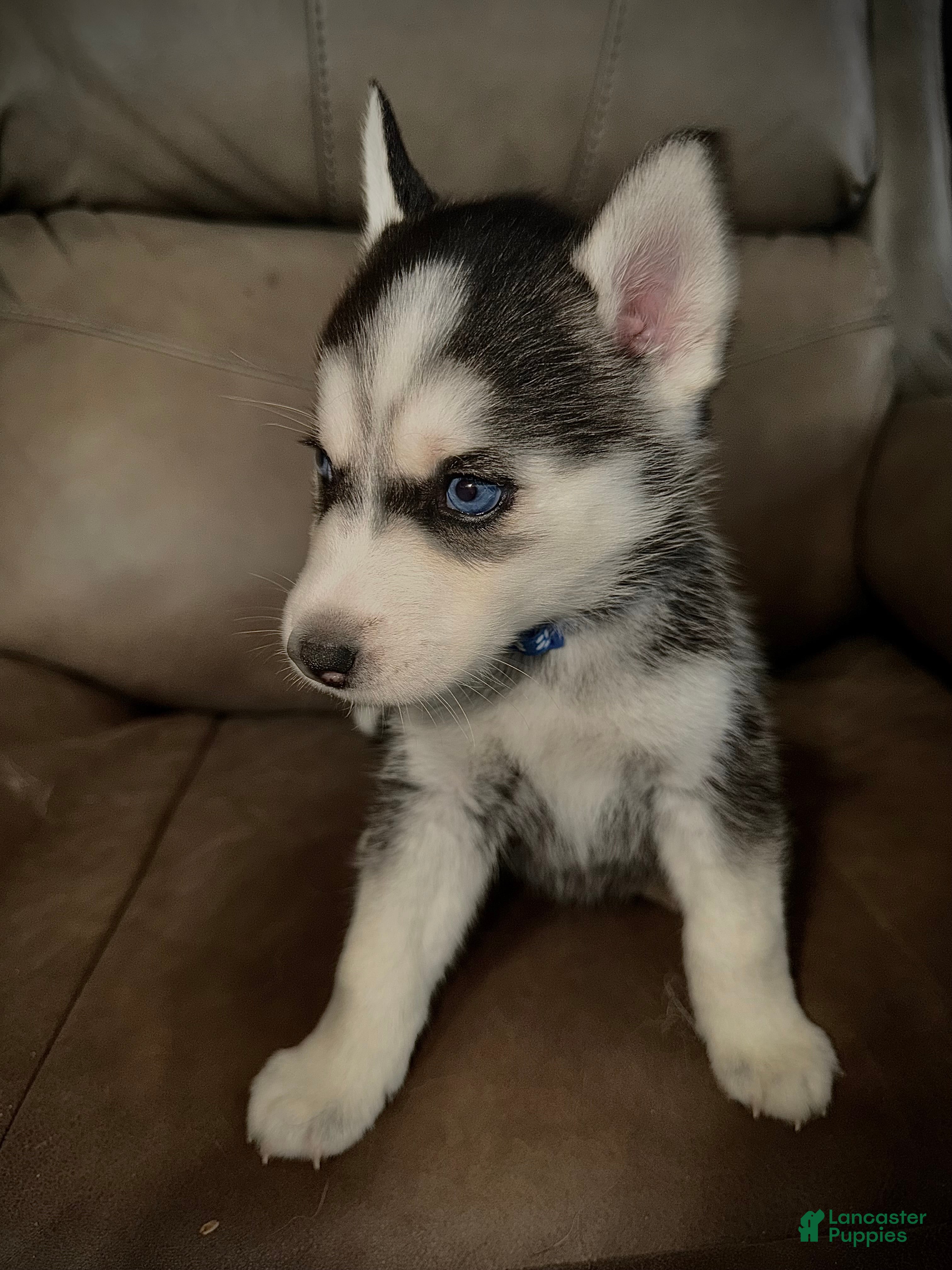 Siberian Husky Puppy 2 Blue collar 