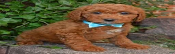 Cockapoo dogs for sale: Kenya - Ad 8