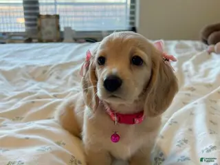 Miniature Dachshund dogs Lyla - Ad 16