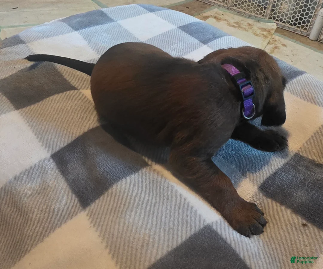 Other breed dogs for sale: Bavarian Mountain Scent Hound Purple Female Pup - Ad 2