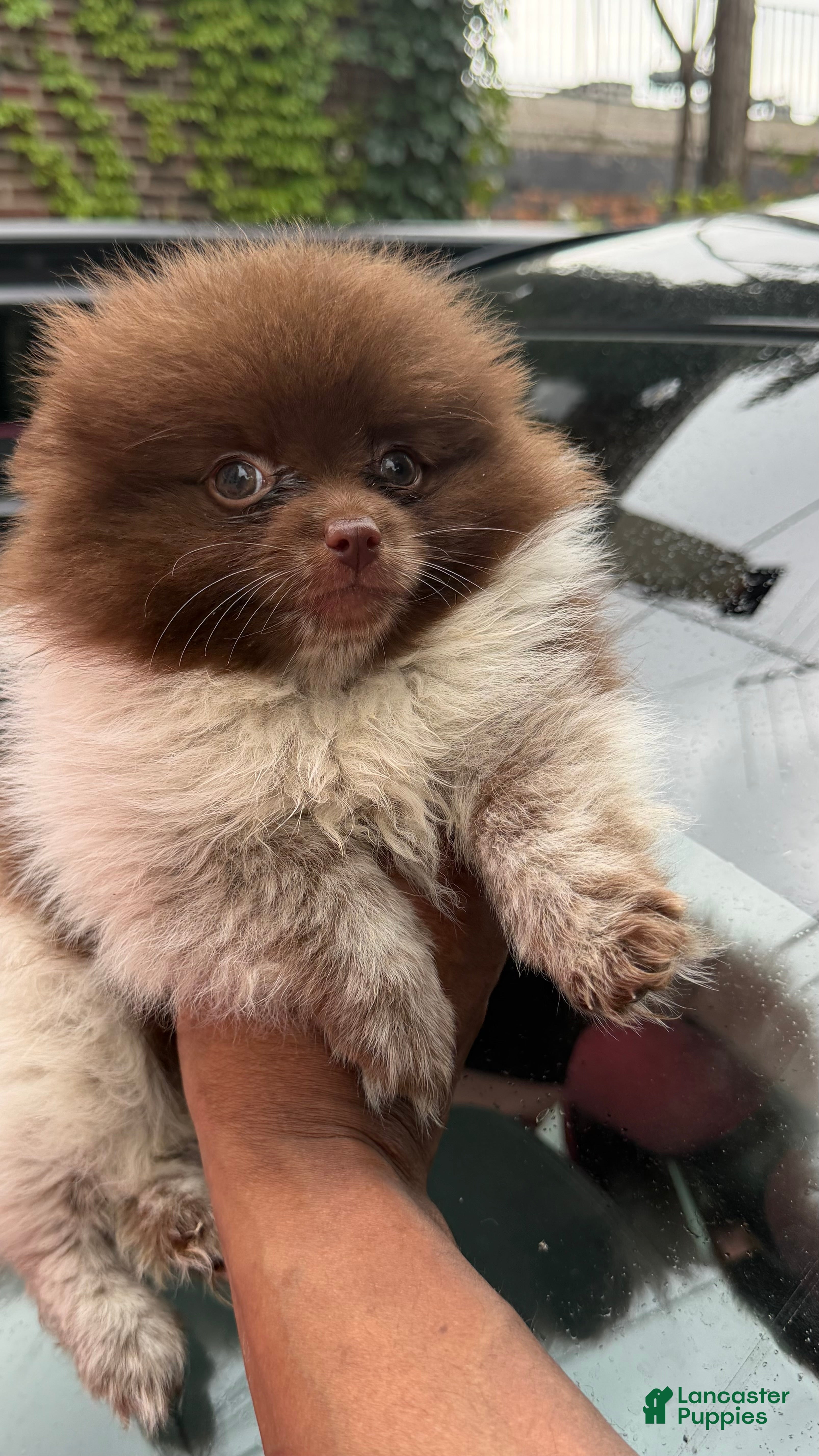Pomeranian dogs Pomeranian 2 - Ad 2