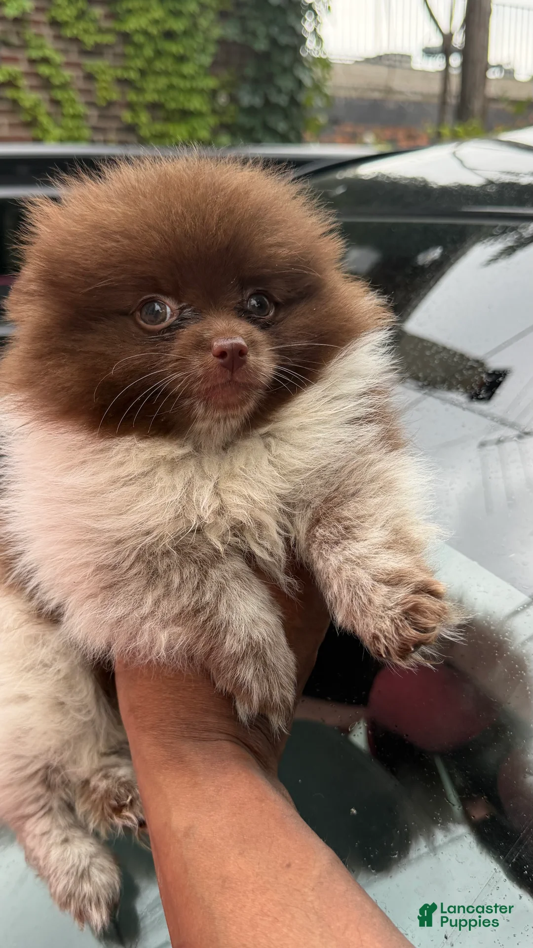 Pomeranian dogs for sale: Pomeranian 2 - Ad 2