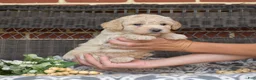 Bichpoo dogs for sale: Putter - Ad 10