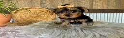 Yorkshire Terrier dogs for sale: Tiana - Ad 7