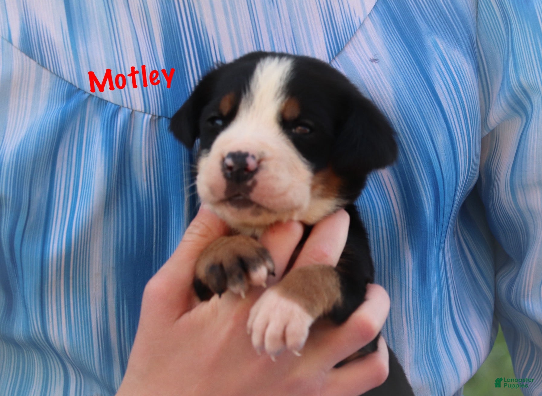 Greater Swiss Mountain Dog dogs Motley  - Ad 2