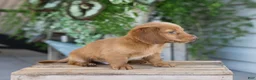 Dachshund dogs for sale: Winston - Ad 4