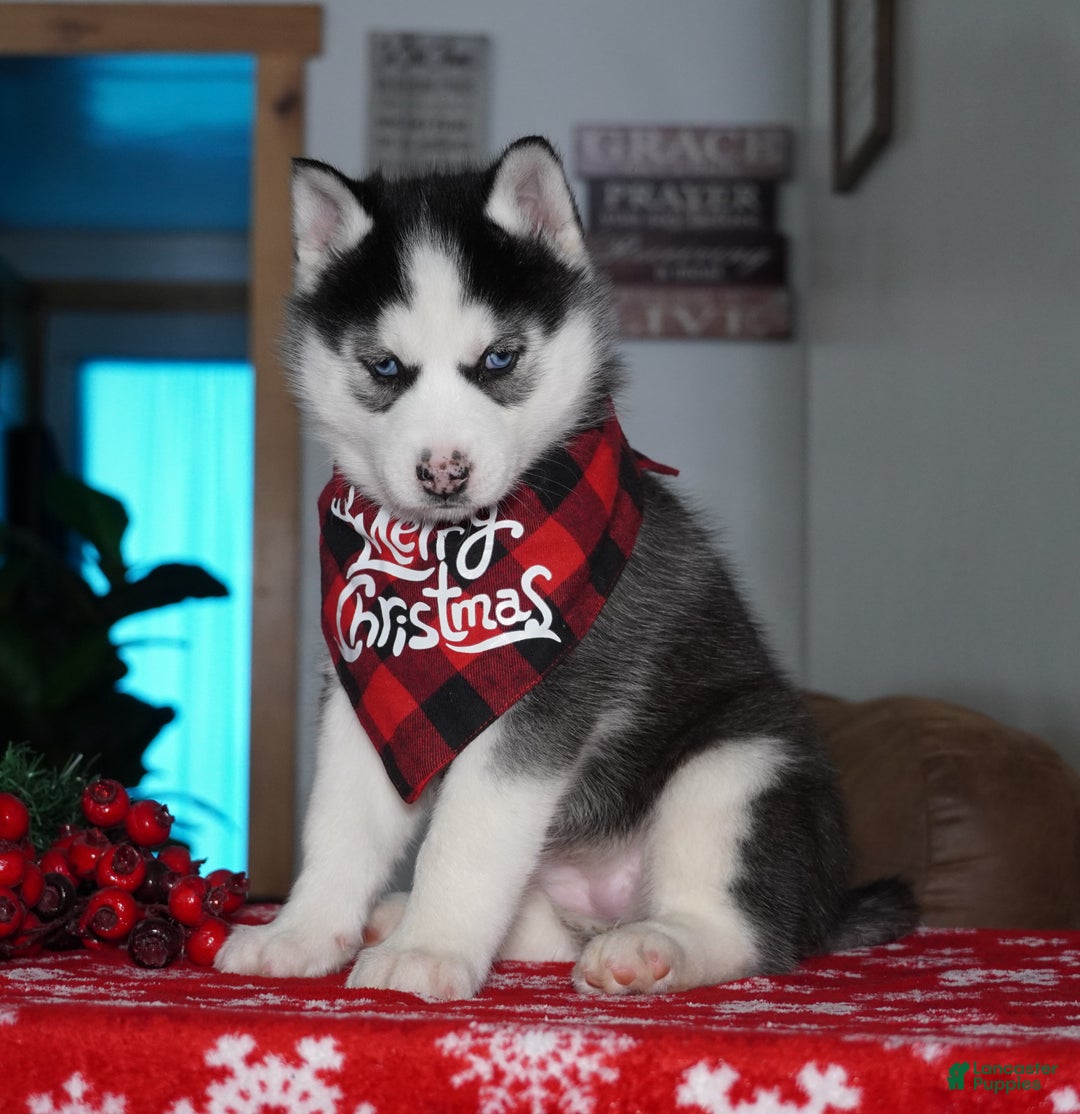 Siberian Husky dogs for sale: Luna - Ad 5