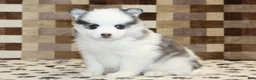 Pomsky dogs for sale: Ivy - Ad 4