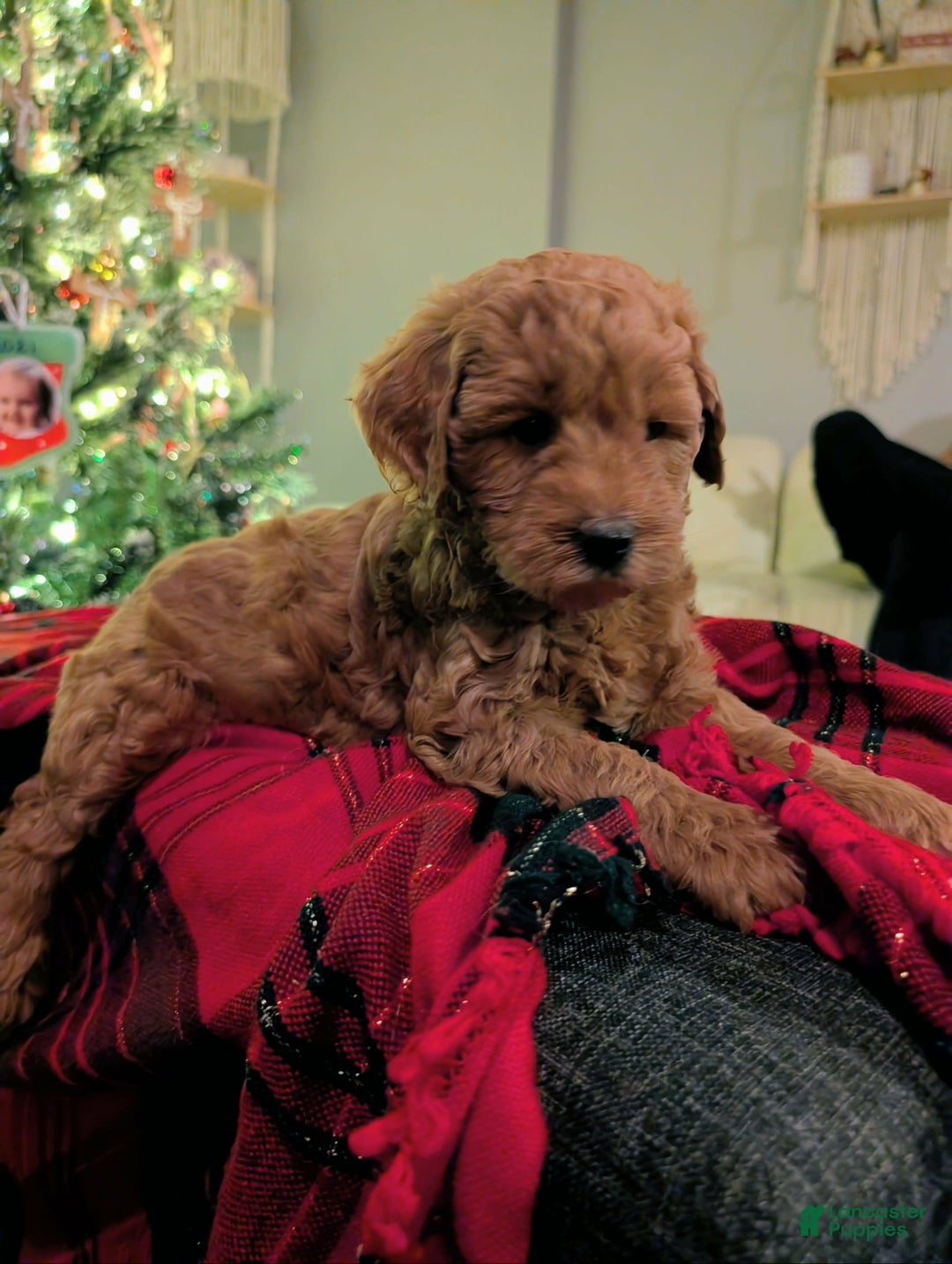 Mixed Breed dogs for sale: Milan Goldendoodle  Puppy - Ad 3