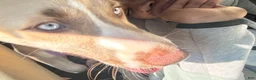 German Shepherd dogs for stud: Shepsky  - Ad 3