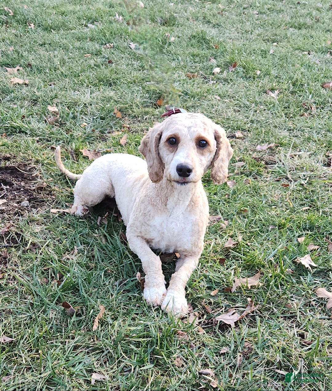 Mini Goldendoodle dogs for sale: Flora   - Ad 5