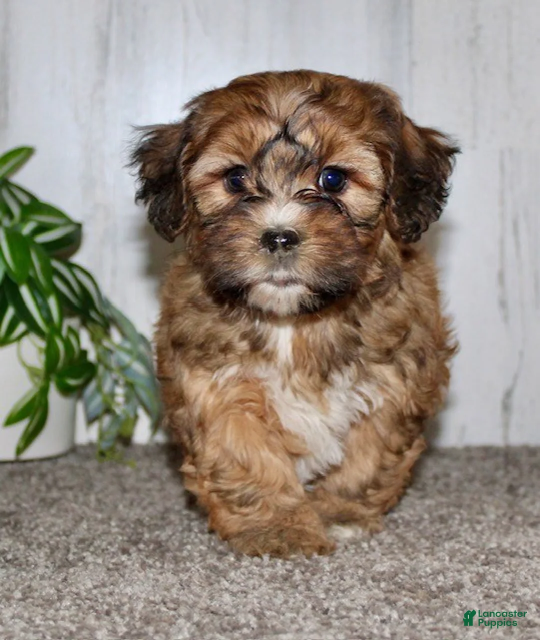 Shihpoo dogs for sale: Molly - Ad 2