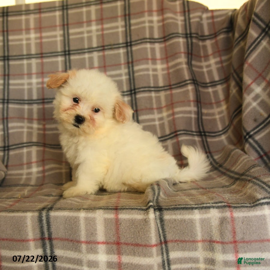 Mixed Breed dogs Una  - Ad 2