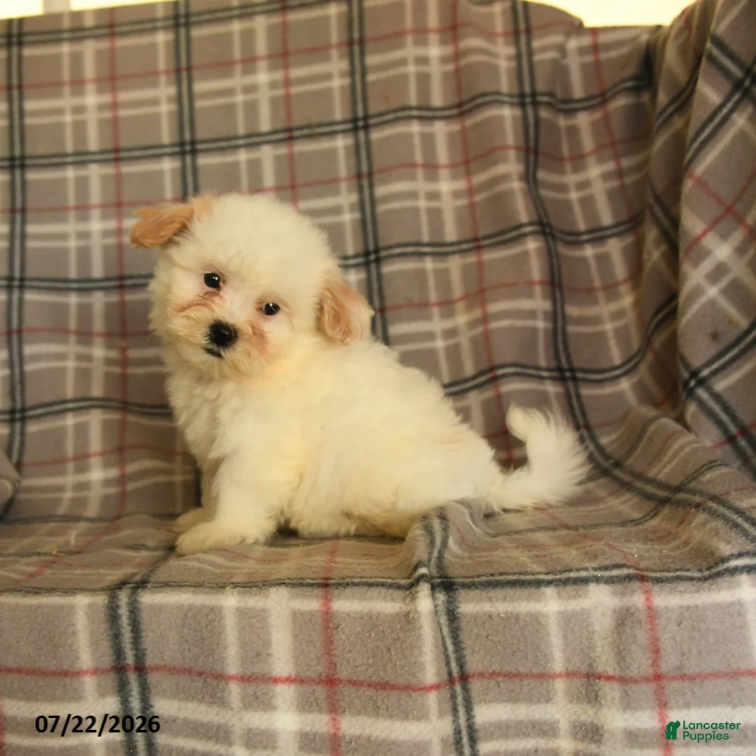 Mixed Breed dogs for sale: Una  - Ad 2