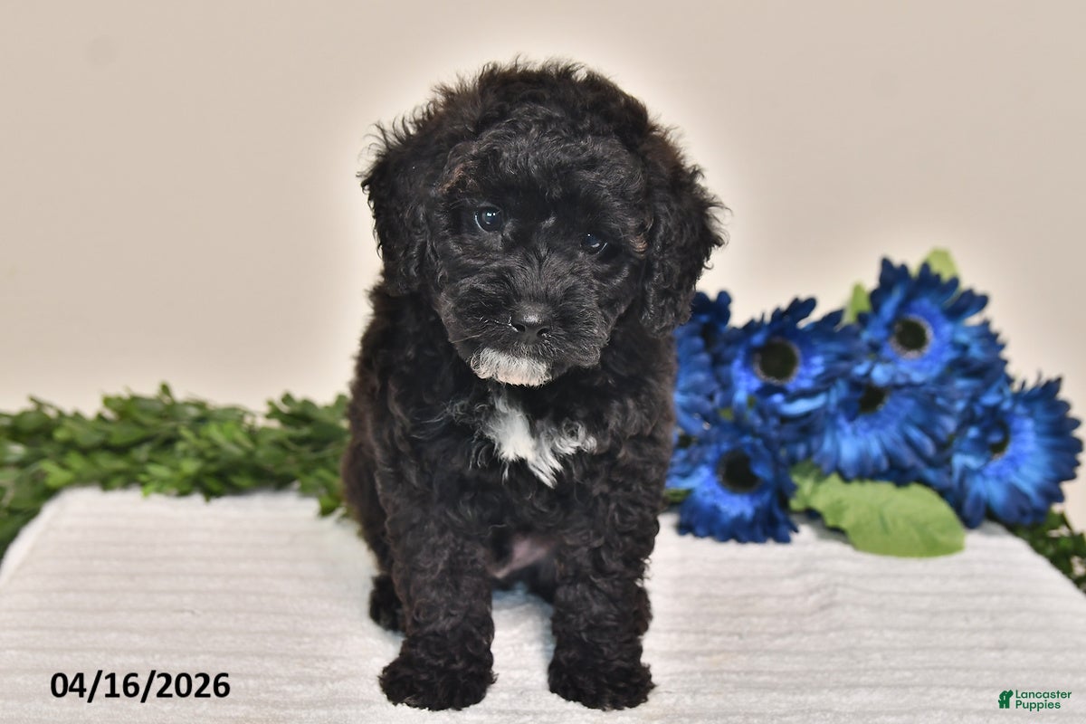 Miniature Poodle dogs Sparky - Ad 2