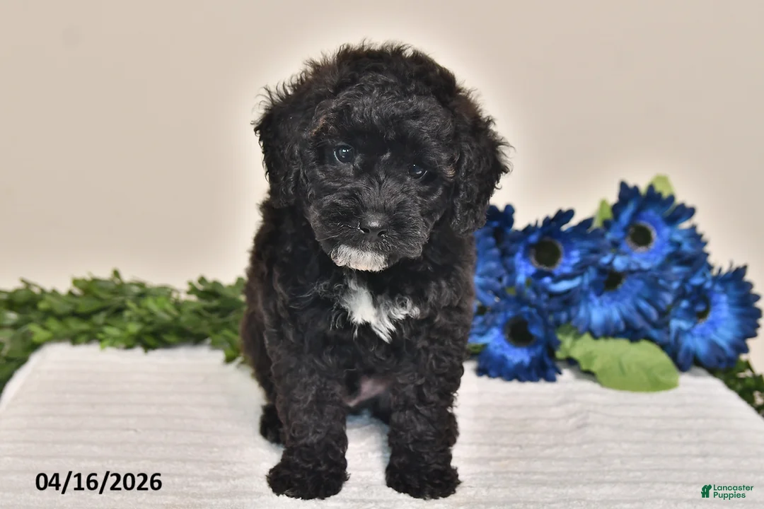 Miniature Poodle dogs for sale: Sparky - Ad 2
