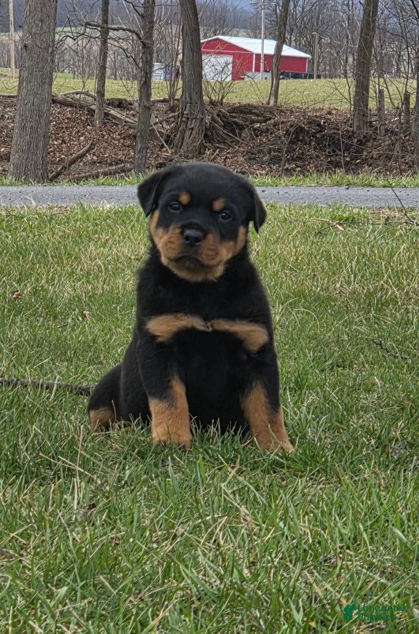 Rottweiler dogs Mr Bubba - Ad 1