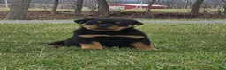 Rottweiler dogs for sale: Mr Bubba - Ad 1