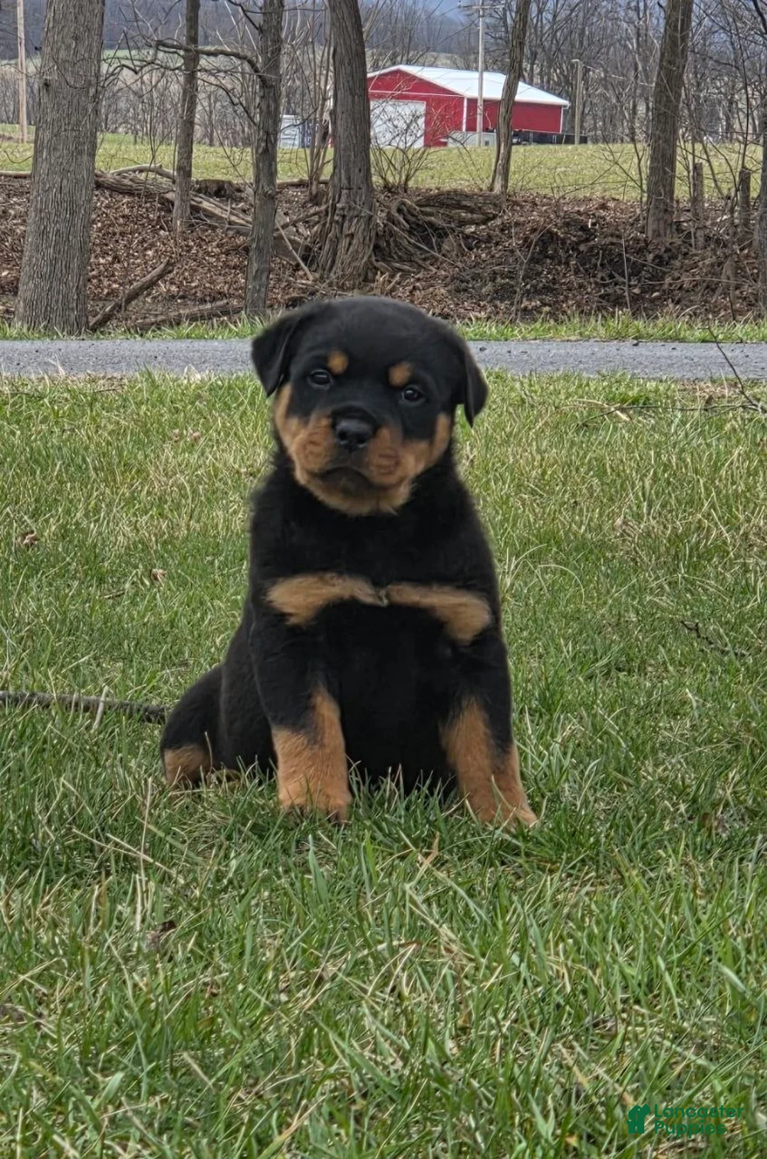 Rottweiler dogs for sale: Mr Bubba - Ad 1