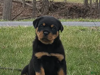 Rottweiler dogs for sale: Mr Bubba - Ad 4