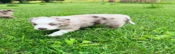 Australian Shepherd dogs for sale: Maple - Ad 4