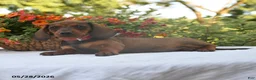 Dachshund dogs for sale: Cody - Ad 1