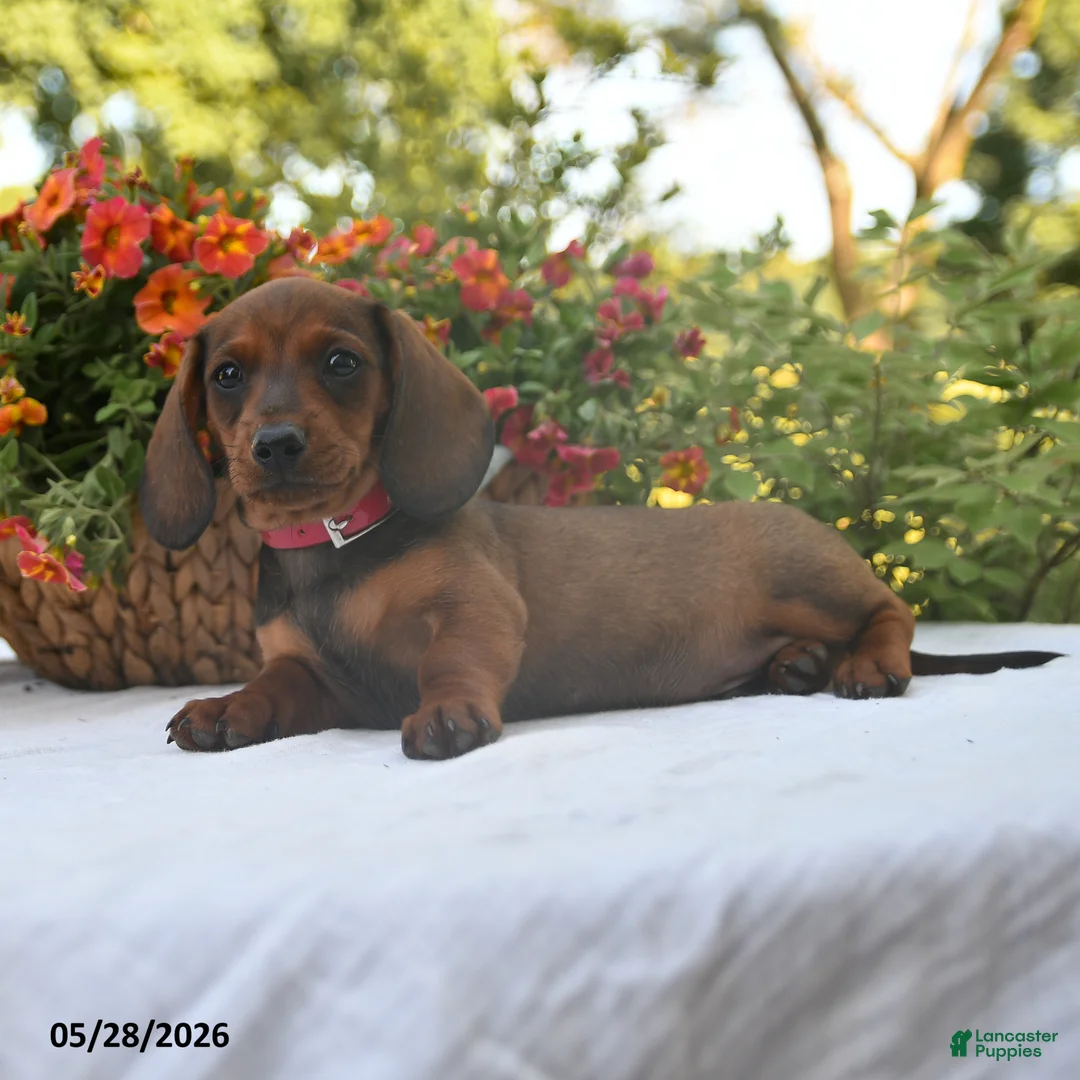 Dachshund dogs for sale: Cody - Ad 1