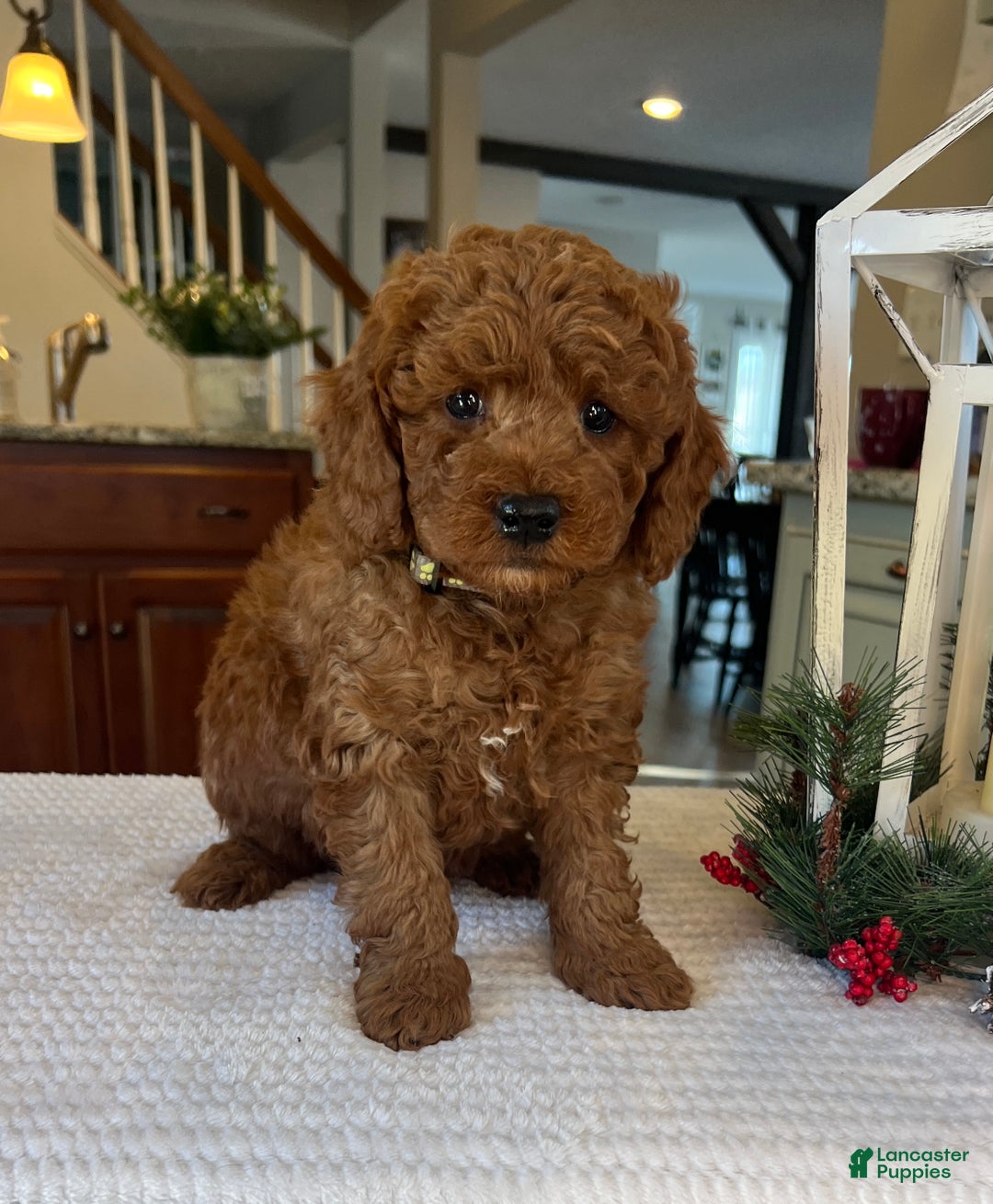 Mini Goldendoodle dogs for sale: Brody - Ad 2