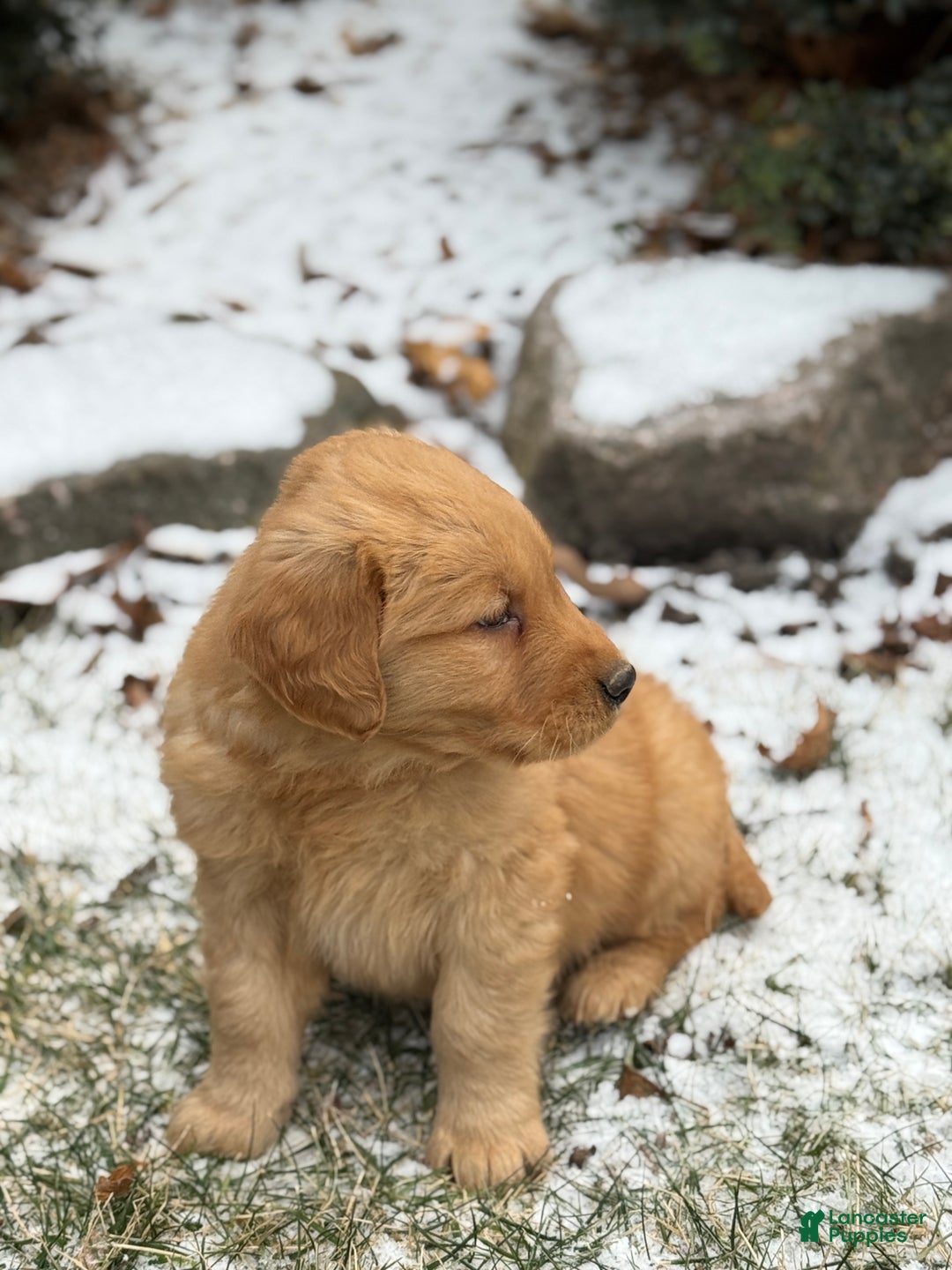 Golden Retriever dogs for sale: Sambo - Ad 8