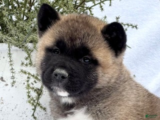 Akita dogs - Ad 34