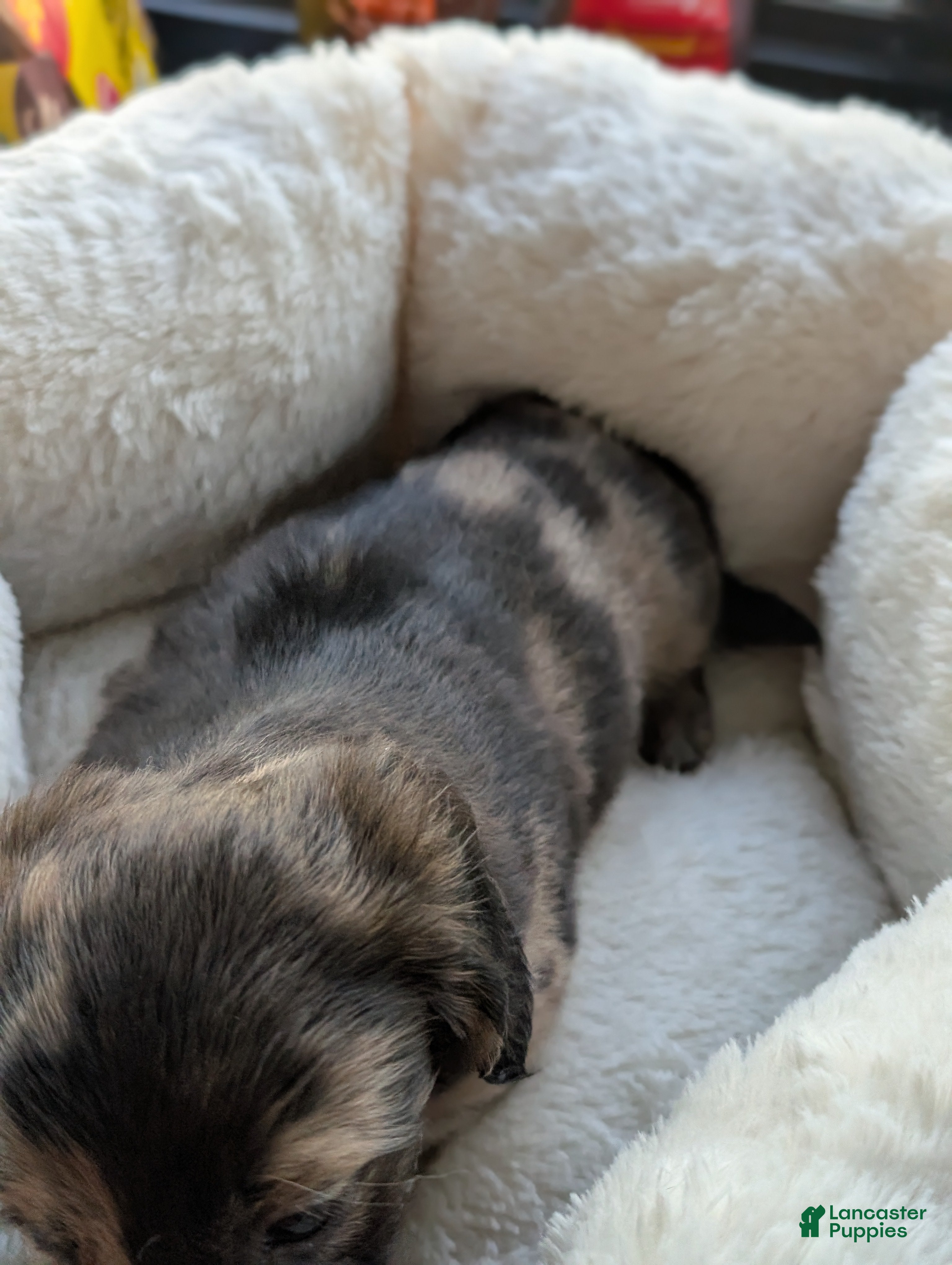 Miniature Dachshund dogs Tank - Ad 2