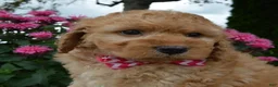 Mini Goldendoodle dogs for sale: Mini Gigi - Ad 14