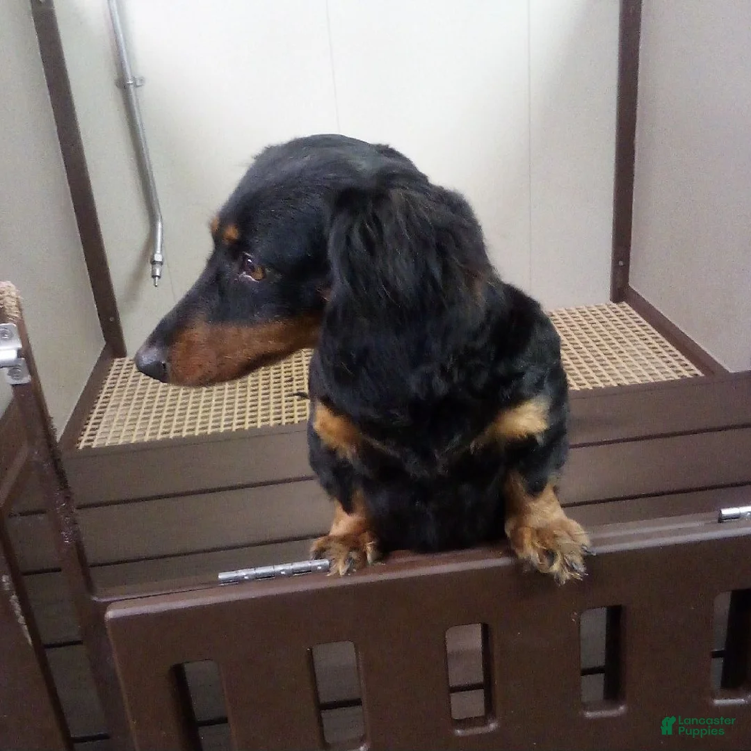 Dachshund dogs for sale: Buddy - Ad 6