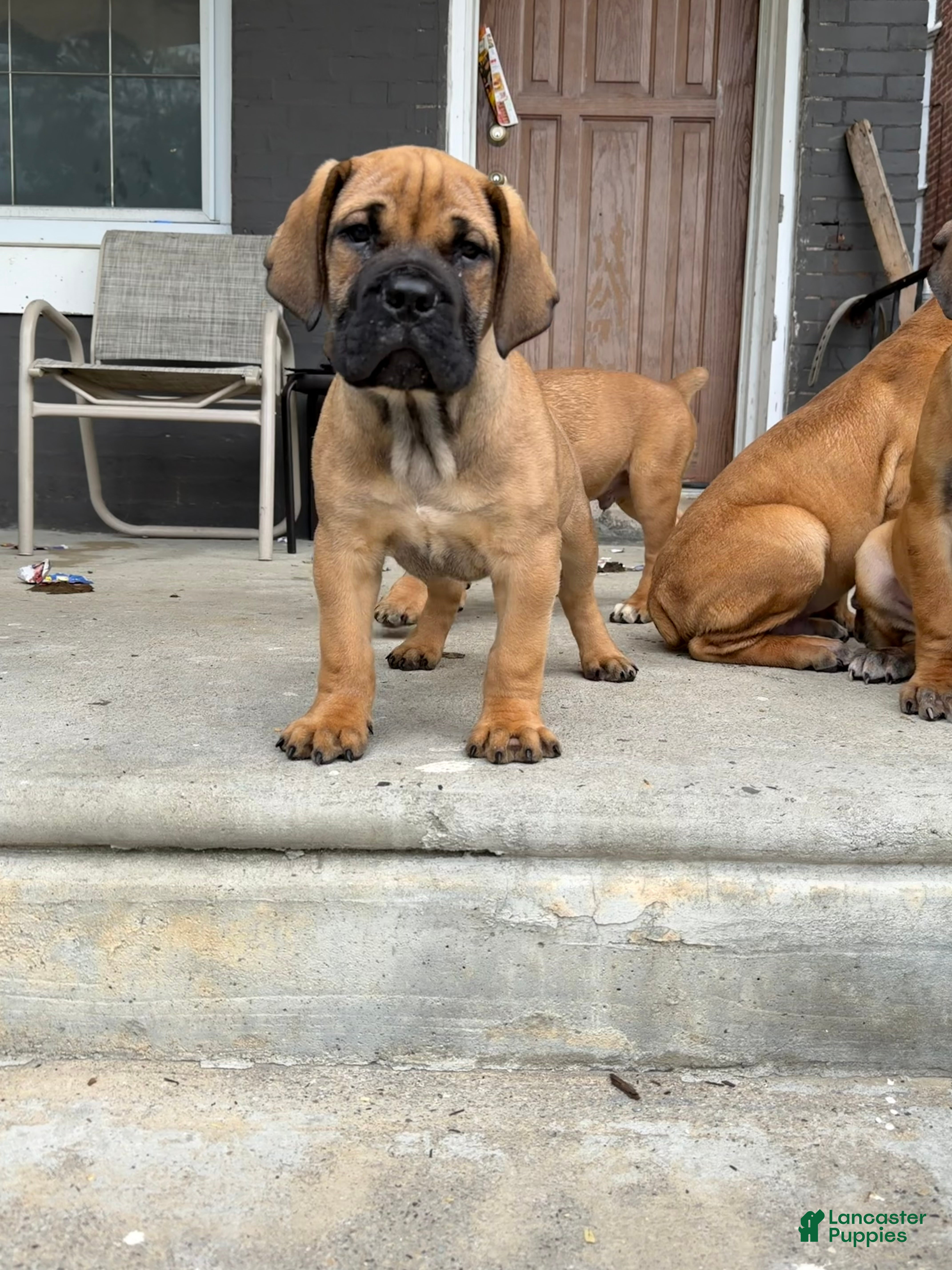 South African Boerboels dogs LGK TANK  - Ad 42