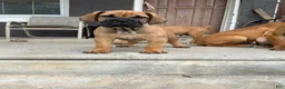 South African Boerboels dogs for sale: LGK TANK  - Ad 3