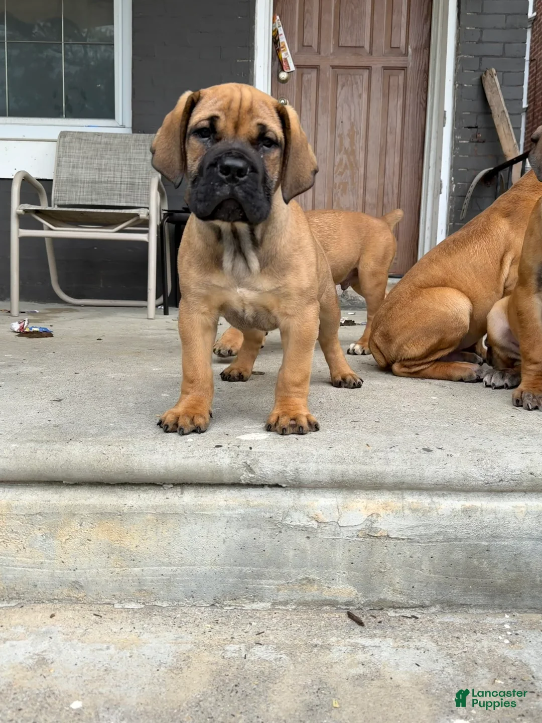 South African Boerboels dogs for sale: LGK TANK  - Ad 1