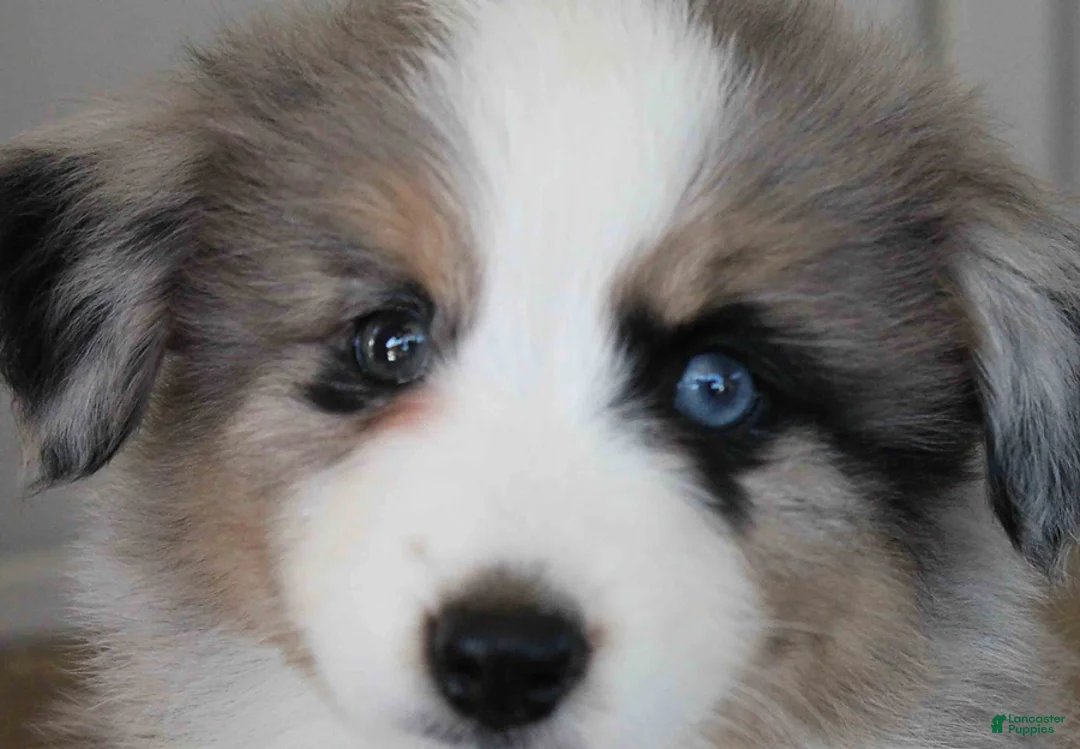 Australian Shepherd dogs for sale: Doris - Ad 4