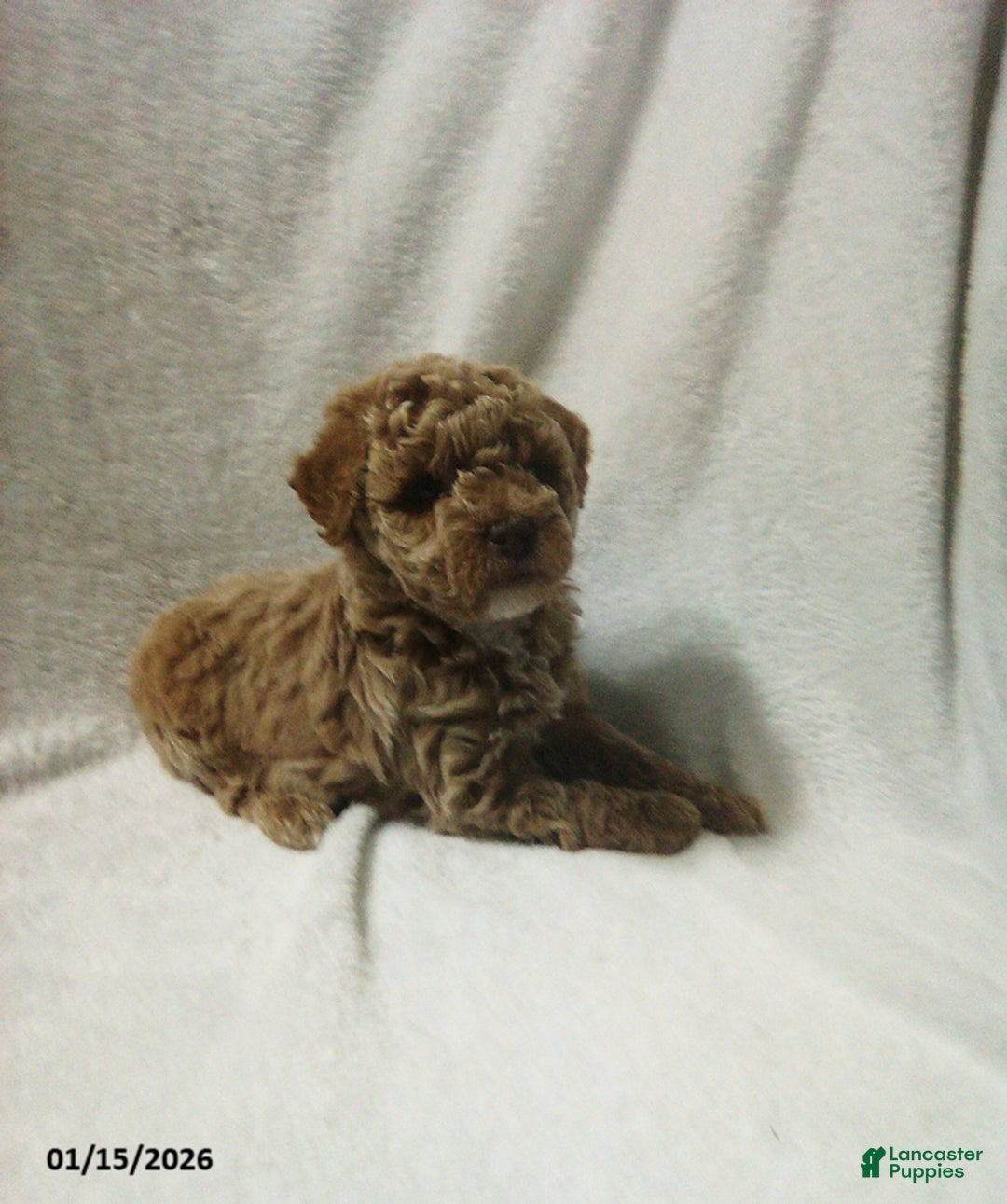 Toy Poodle dogs for sale: Elmo - Ad 6