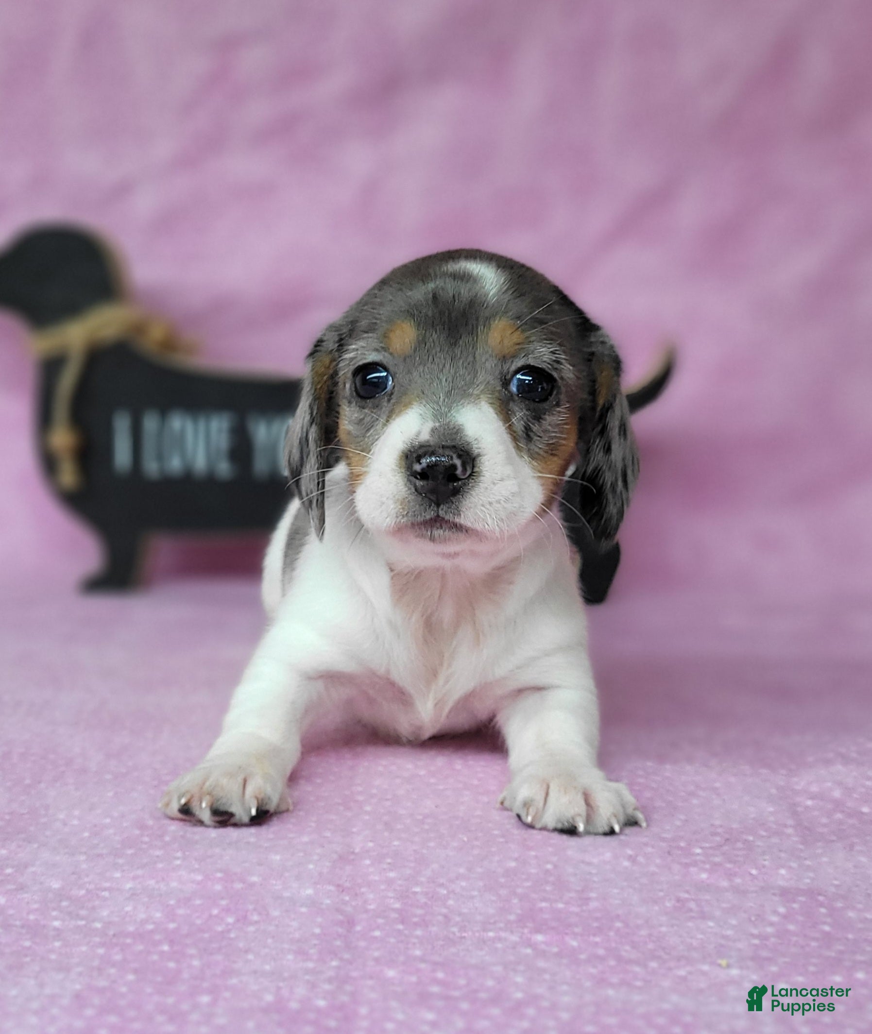 Miniature Dachshund dogs Callie AKC Reg Dapple pie - Ad 2