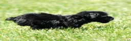 Yorkiepoo dogs for sale: Ronnie - Ad 9