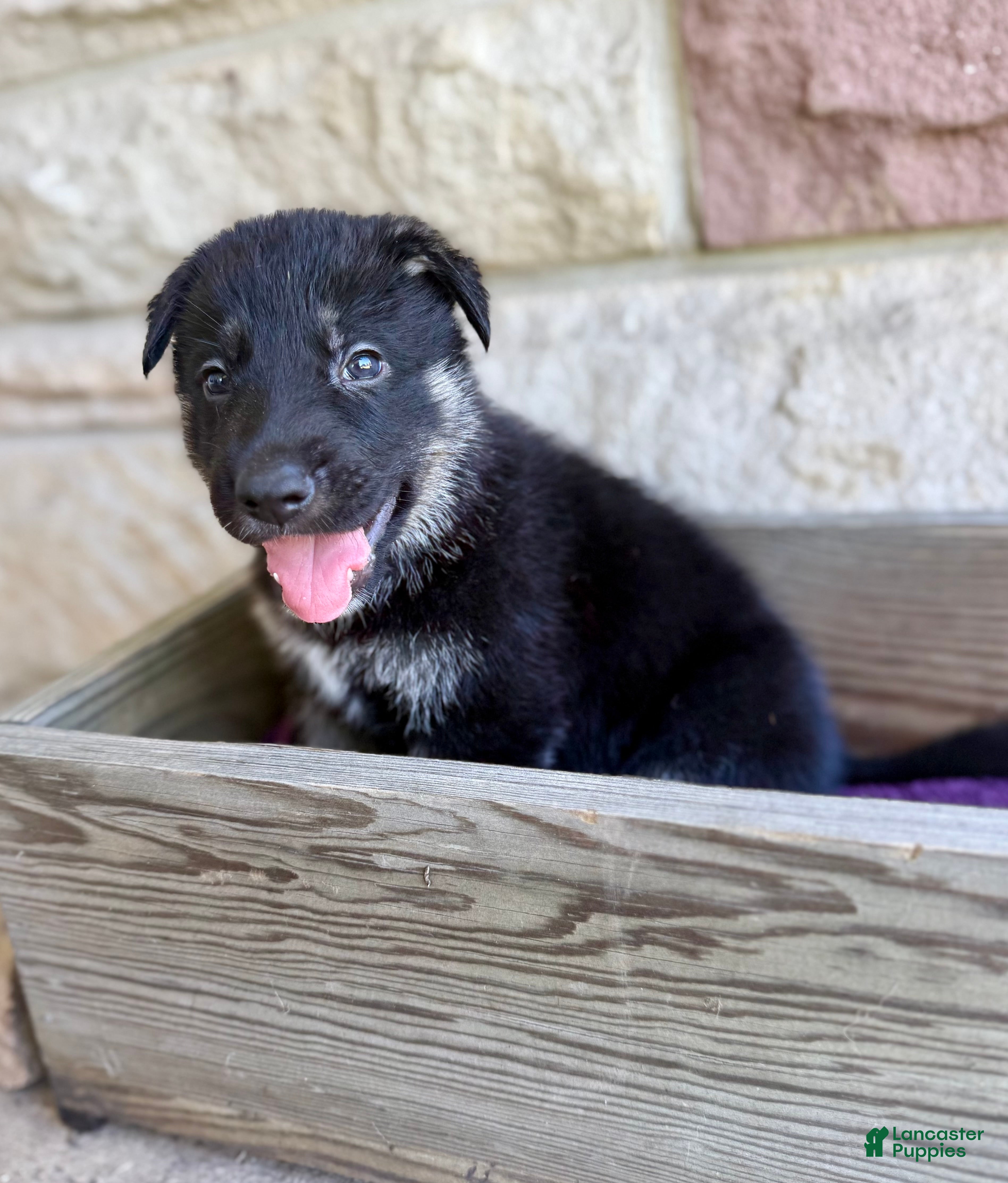 German Shepherd dogs Peter - Ad 2