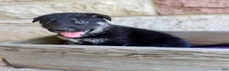 German Shepherd dogs for sale: Peter - Ad 2