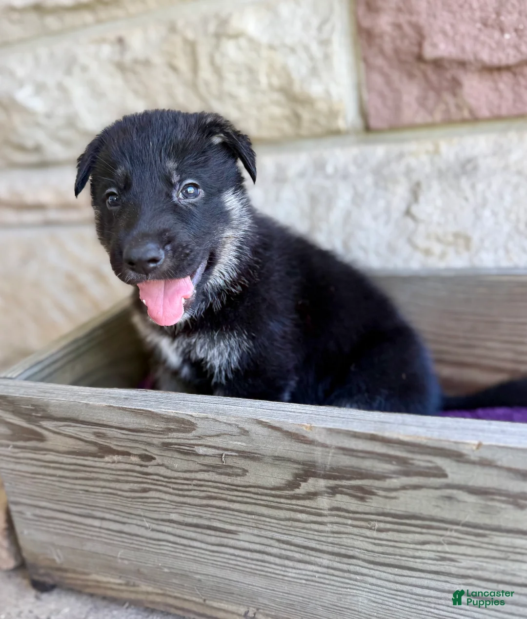German Shepherd dogs for sale: Peter - Ad 2