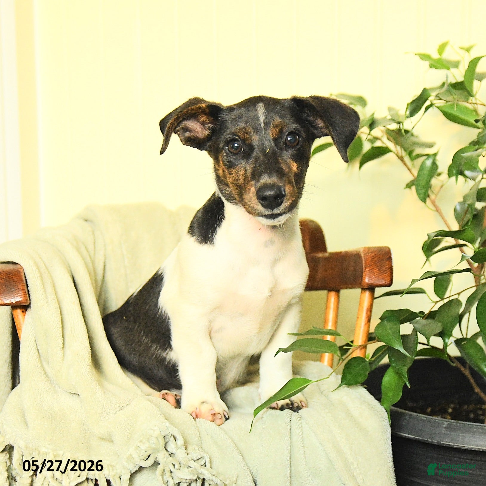Mixed Breed dogs Raccoon  - Ad 1