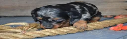 Dachshund dogs for sale: Toby - Ad 1