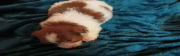 Havanese dogs for sale: Havanese 2 - Ad 2