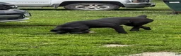 Cane Corso dogs for sale: Patsy - Ad 1