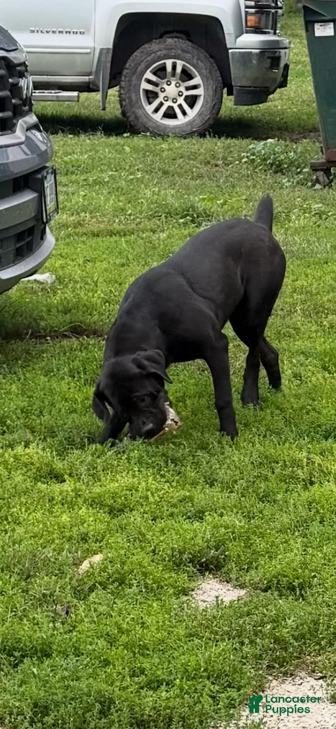 Cane Corso dogs for sale: Patsy - Ad 1